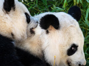 دبي باندا سهيل وثريا