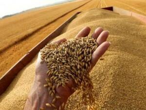 تركيا مستعدة لتخزين حبوب روسيا على أراضيها