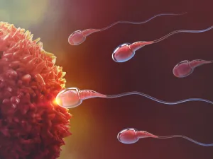 كيف أعرف أن البويضة تلقحت وصار حمل من أول يوم