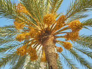 Date palm 
