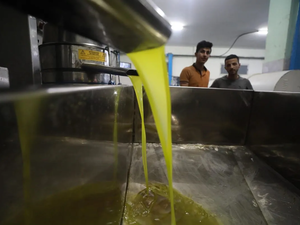 Olive oil un Ramallah 