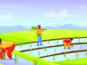 India organic rice export