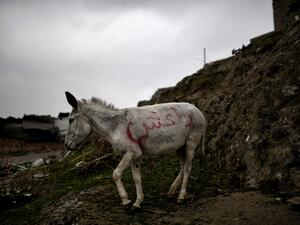 A donkey in Mosul 
