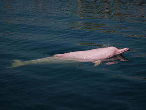 pink dolphin