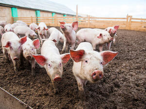 حظيرة خنازير