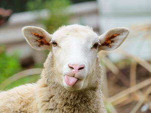 الأضحية ما يتمّ ذَبحه في عيد الأضحى من أنواع مُحدَّدة من الحيوانات كالإبل والبقر والغنم أو الخراف.