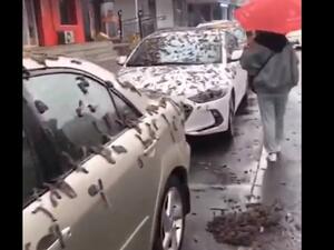 تساقط كميات ضخمة من الديدان في بكين غطت المركبات في الشوارع