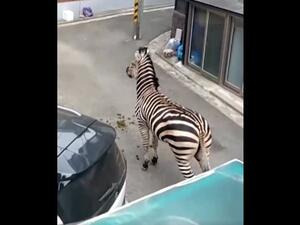 شوهد الحمار الوحشي من خلال مقطع فيديو نشرته محطة إطفاء سيول، يسير في أزقة حول مباني سكنية