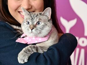 Nala the Cat attends the 11th Annual Shorty Awards on May 05, 2019 at PlayStation Theater in New York City. 