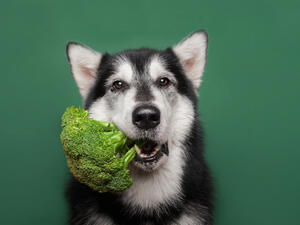vegan food