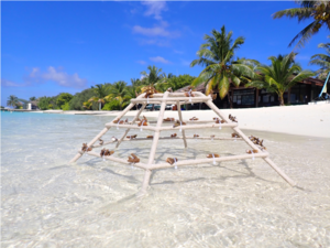 Sheraton Maldives full moon resort & spa makes waves in sustainability