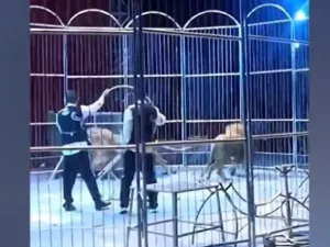 فرار أسدين من سيرك في الصين (لقطة شاشه)