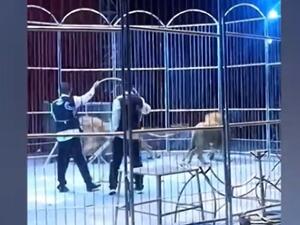 فرار أسدين من سيرك في الصين (لقطة شاشه)