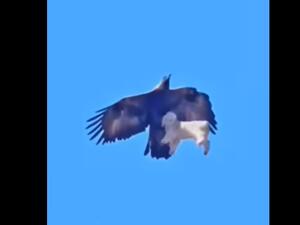 نسر يحمل بين مخالبه خاروفا في السماء (لقطة شاشه)