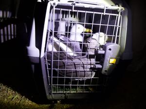 EPAA confiscates 755 birds sound devices and 10 migratory birds and issues 4 violations