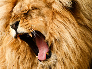 Two lions escape from circus, disturb audience