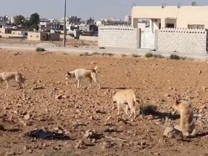 محام وكاتب أردني معروف يقاضي السلطات بسبب عضة كلب ضال