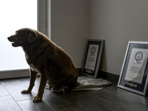 The world’s oldest dog 