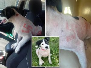 كلب بشعار هتلر النازي