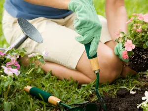 دراسة:  ما علاقة حديقة المنزل بصحة قلبك؟