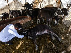 إصابة جواميس بمرض فتاك في جنوب العراق