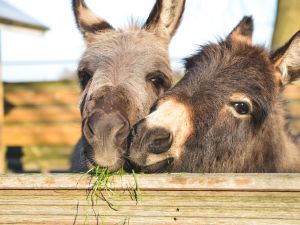 Animal activists celebrate 'world donkey day'