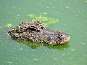 40 alligators eat, tear apart 72-years man