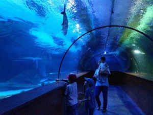 أكوا فيغا اكواريوم أنقرة