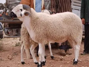  احباط عملية تهريب 108 ذبائح فاسدة ضمن لحوم الهدي والأضاحي