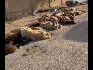 اغنام نافقة في حفر الباطن بالسعودية