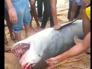 فيديوهات: صيادون مصريون يلقون القبض على القرش القاتل في الغردقة