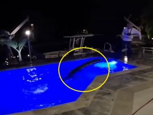 تمساح ضخم قرر الاستمتاع بالسباحة دخل بركة خاصة (لقطة شاشة)