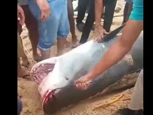 تحنيط القرش المفترس تمهيدا لعرضه في متحف الغردقة