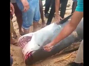 تحنيط القرش المفترس تمهيدا لعرضه في متحف الغردقة