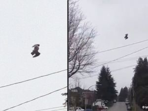 Video of freezing bird mid-sky shocks people 