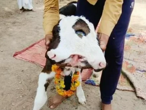 ولادة عجل برأسين في الهند