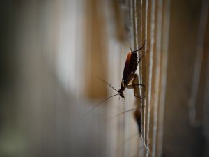 الصراصير تغزو بلدة بولاية نيفادا بكميات هائلة