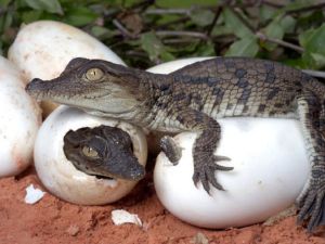 Extraordinary case of Virgin Birth in crocodiles leaves scientists astonished