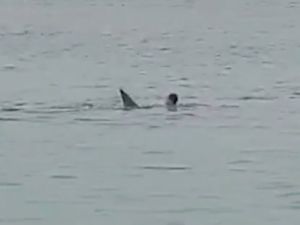 مصرع السائح الروسي الذي التهمته سمكة قرش في البحر الأحمر