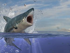 Shark attack kills Russian man in Hurghada 