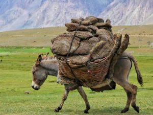 Donkey forced to smoke weed to carry more weights