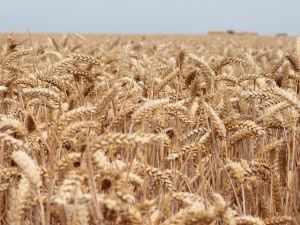 منذ توقيع اتفاقية الحبوب، تصدرت مصر قائمة الدول العربية المستوردة للحبوب