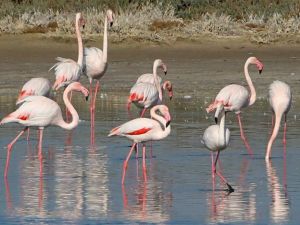 حديقة الطيور في سبانجا