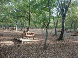 غابة سامسون