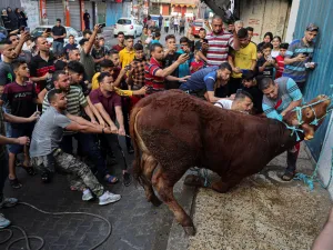 ذبح بقرة خلال عيد الأضحى، في رفح جنوب قطاع غزة في 9 يوليو 2022