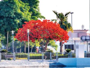 الأشجار البرتقالية في شوراع دبي 