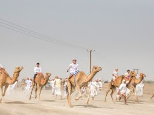 Camel race