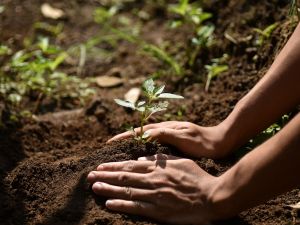 International Day for the Conservation of the Mangrove Ecosystem: Over 4,000 mangrove saplings restored through  Emirates NBD and Mastercard Priceless Planet Coalition