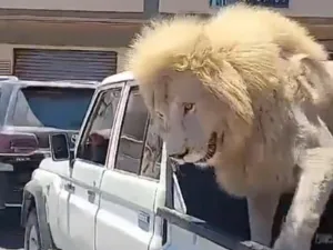 أسد في شوارع طرابلس