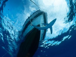 Shark